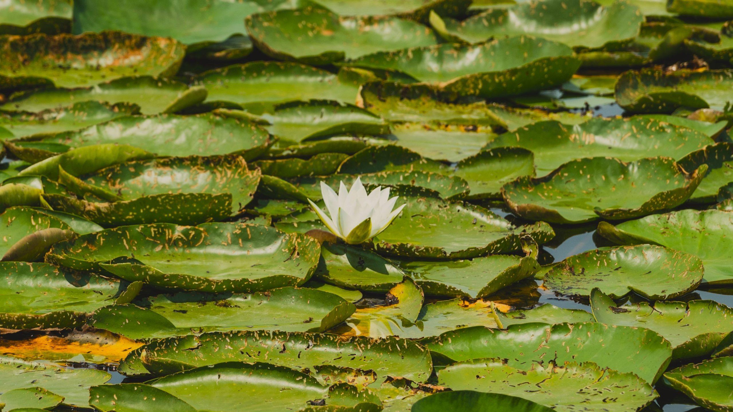 Blog | Kingfisher Lake Skadar
